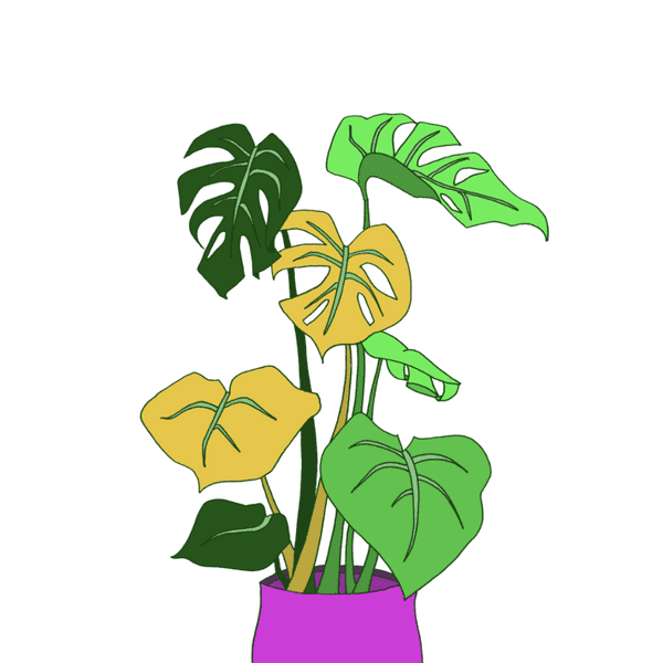 house-plant